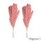 Uniquewise Preserved Real Floral Stems Chic Vase Fillers & Accents for Bouquets Centerpieces & Ornamental Displays Ideal for Home Office Boutique Cafe Resto Bar and Event Decor